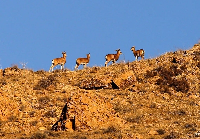 منطقه حفاظت شده زنجان | جاهای دیدنی و جاذبه‌های گردشگری زنجان